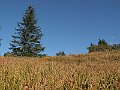 Orava 062